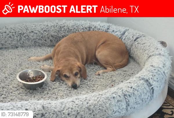 Lost Female Dog last seen Willis St, Abilene, TX 79602