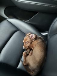 Found/Stray Male Dog last seen In front of our apmt complex, taken to their home., Fair Oaks, VA 22033