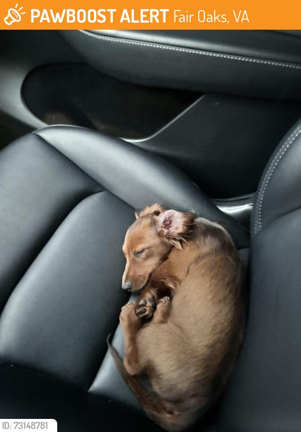 Found/Stray Male Dog last seen In front of our apmt complex, taken to their home., Fair Oaks, VA 22033