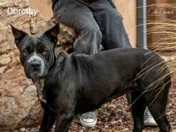 Shelter Stray Female Dog last seen Near BLOCK GONZALES CT SANTA FE SANTA FE COUNTY NM 87501, 100 Caja Del Rio Rd, Santa Fe, NM 87507, USA
