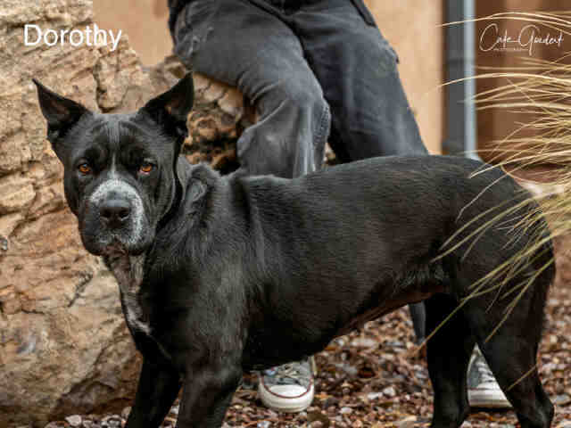 Shelter Stray Female Dog last seen Near BLOCK GONZALES CT SANTA FE SANTA FE COUNTY NM 87501, 100 Caja Del Rio Rd, Santa Fe, NM 87507, USA