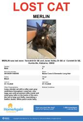 Lost Male Cat last seen Jones Valley Dr - Tannahill, Huntsville, AL 35802