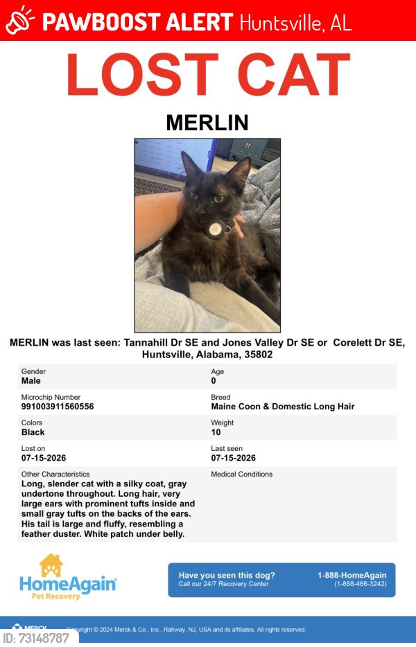 Lost Male Cat last seen Jones Valley Dr - Tannahill, Huntsville, AL 35802