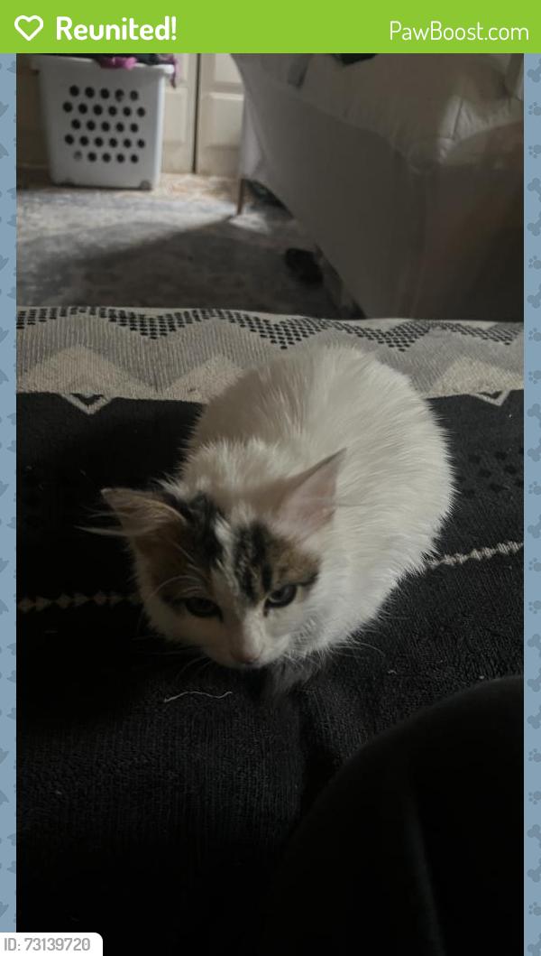 Reunited Female Cat last seen Front porch, Richmond, CA 94804