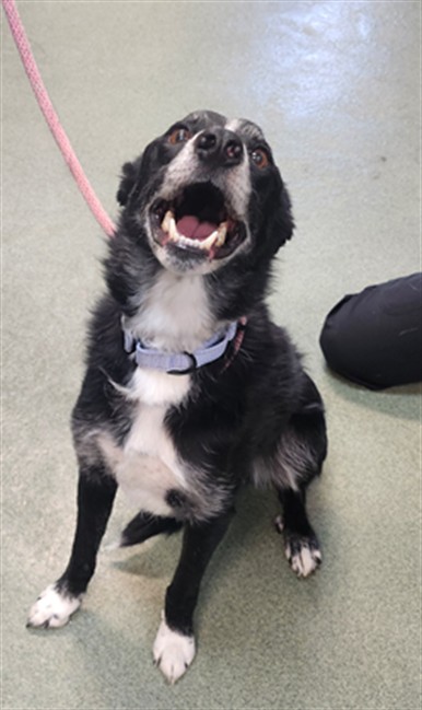 Shelter Stray Male Dog last seen Near BLOCK GONZALES CT SANTA FE SANTA FE COUNTY NM 87501, 100 Caja Del Rio Rd, Santa Fe, NM 87507, USA