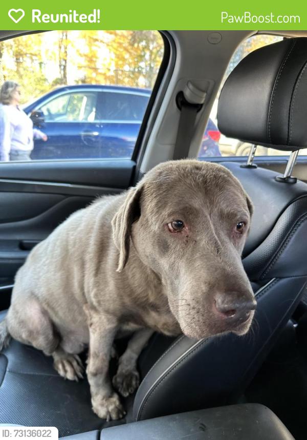 Reunited Female Dog last seen Shore road, Rural Hall, NC 27045