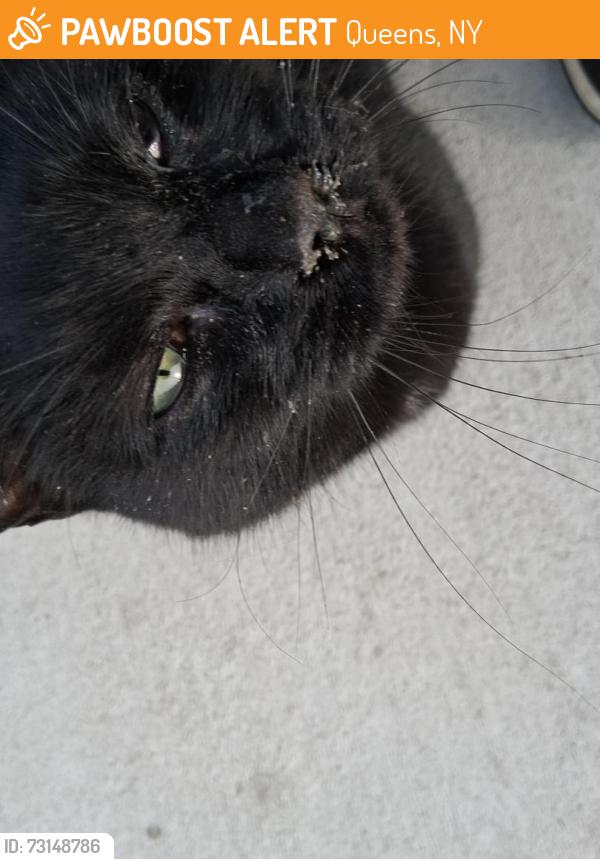 Found/Stray Female Cat last seen 148beach 26th street, Queens, NY 11691