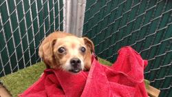 Shelter Stray Female Dog last seen , 11258 Garfield Ave, Downey, CA 90242, USA