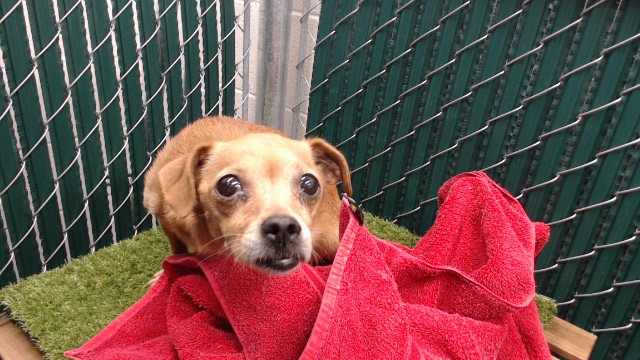 Shelter Stray Female Dog last seen , 11258 Garfield Ave, Downey, CA 90242, USA