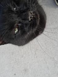 Found/Stray Female Cat last seen 148beach 26th street, Queens, NY 11691