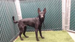 Shelter Stray Unknown Dog last seen , 11258 Garfield Ave, Downey, CA 90242, USA