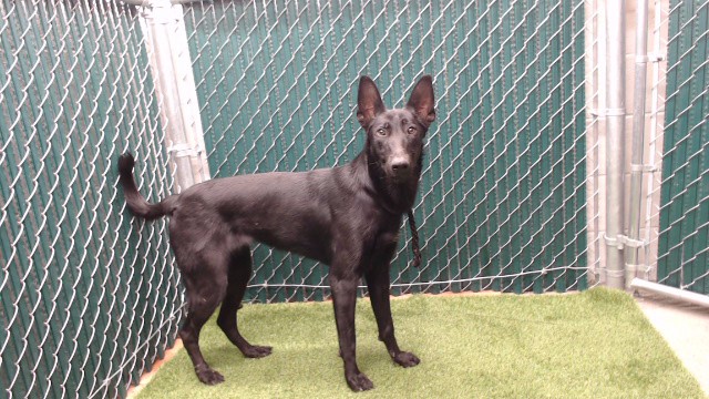 Shelter Stray Unknown Dog last seen , 11258 Garfield Ave, Downey, CA 90242, USA