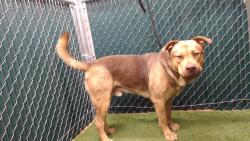 Shelter Stray Male Dog last seen , 11258 Garfield Ave, Downey, CA 90242, USA