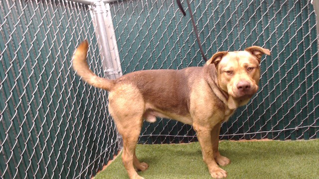 Shelter Stray Male Dog last seen , 11258 Garfield Ave, Downey, CA 90242, USA