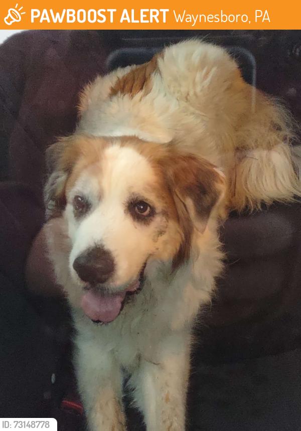 Found/Stray Unknown Dog last seen Rutters Gas Station 141 S Potomac St, Waynesboro, PA 17268, Waynesboro, PA 17268