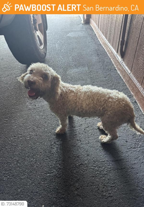 Found/Stray Female Dog last seen 9th and Waterman St, San Bernardino, CA 92410