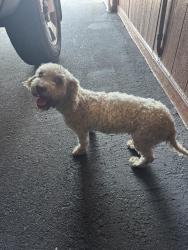 Found/Stray Female Dog last seen 9th and Waterman St, San Bernardino, CA 92410