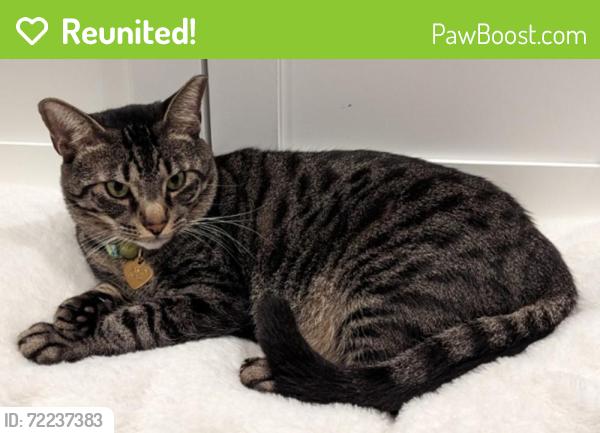 Reunited Male Cat last seen Scott Circle near Suzanne Dr - Medlock Park, Decatur, GA 30033