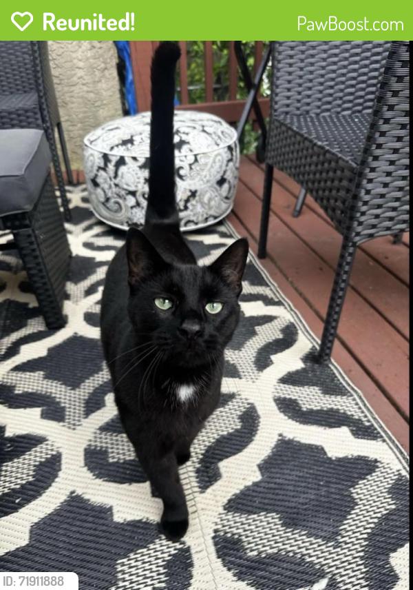 Reunited Male Cat last seen Philadelphia, PA 19127 Manayunk anround Apple st, penadale and cresson., Philadelphia, PA 19127