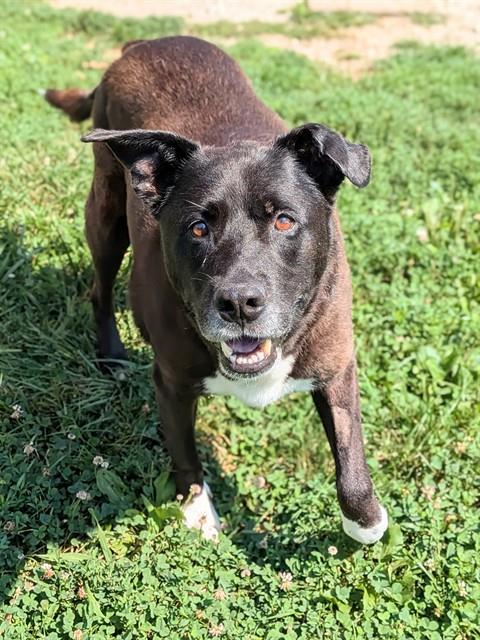 Shelter Stray Male Dog last seen NEW MELLE, 4850 Mid Rivers Mall Dr, St Peters, MO 63376, USA