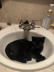 Reunited Male Cat last seen Dune drive and Main Street Oregon city, Oregon City, OR 97045