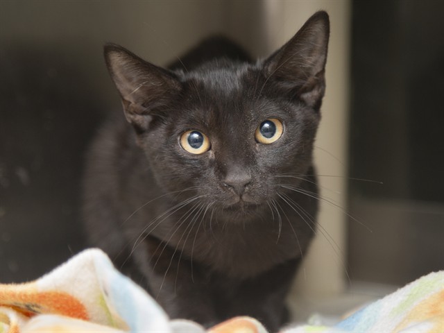 Shelter Stray Male Cat last seen Near BLOCK N 51ST ST, 5501 E Van Buren St, Phoenix, AZ 85008, USA