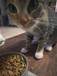 Reunited Female Cat last seen 182nd and Hawthorne blvd, Redondo Beach, CA 90278