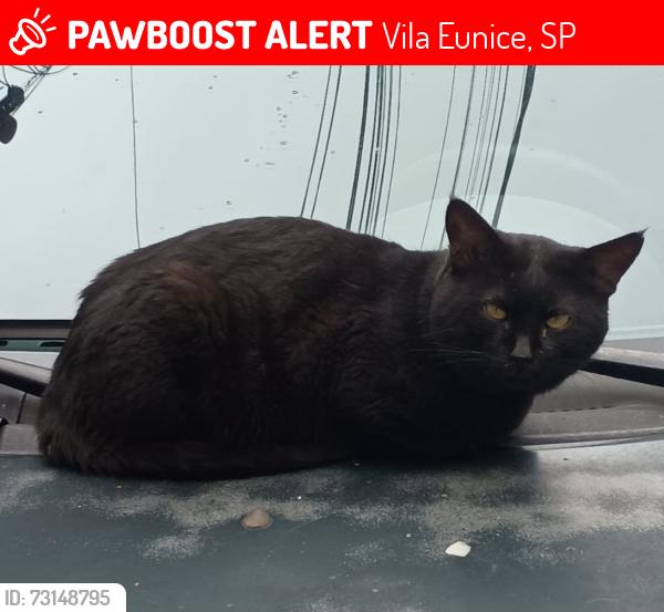 Lost Male Cat last seen Condomínio vitoria, Vila Eunice, SP 