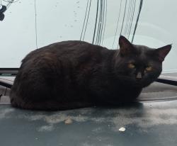 Lost Male Cat last seen Condomínio vitoria, Vila Eunice, SP 