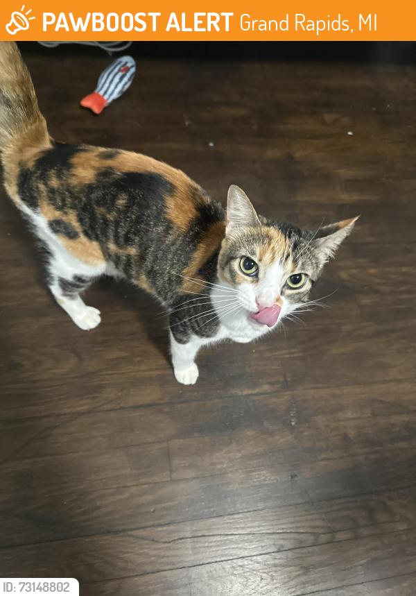 Found/Stray Female Cat last seen Gibson street, Grand Rapids, MI 49503