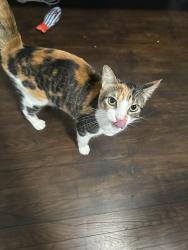 Found/Stray Female Cat last seen Gibson street, Grand Rapids, MI 49503
