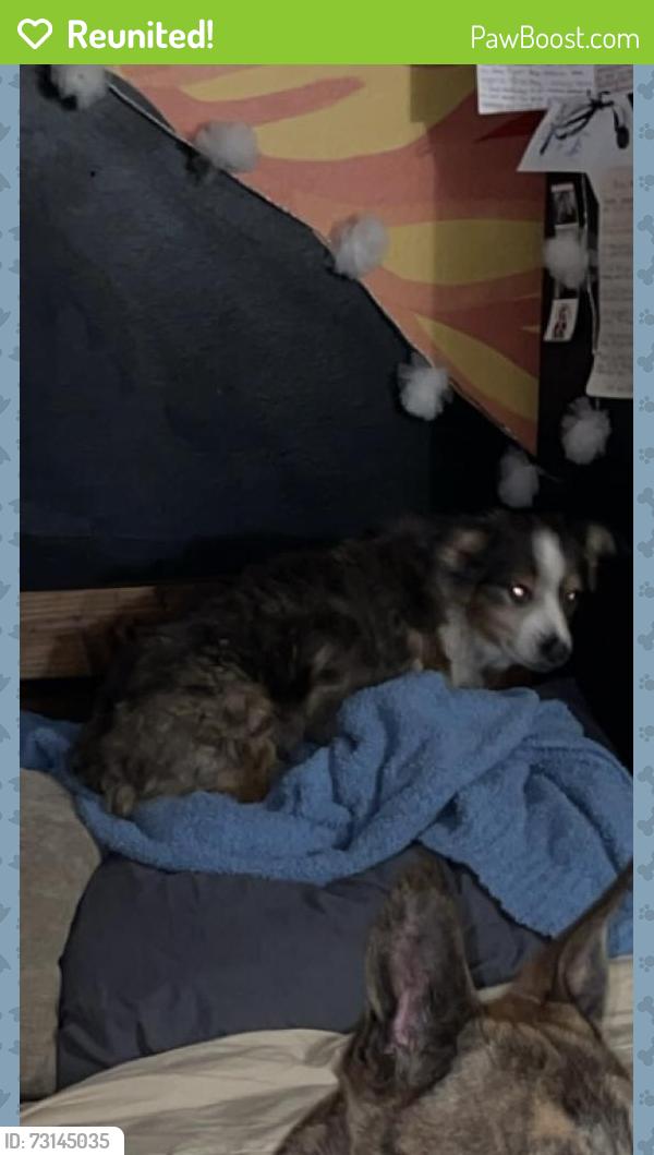 Reunited Male Dog last seen McDowell and 74th Street, Scottsdale, AZ 85257