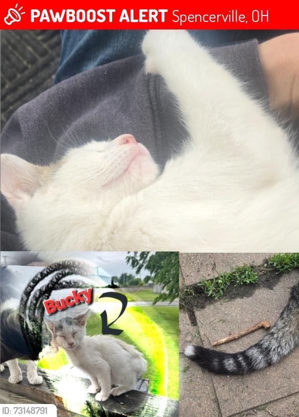 Lost Male Cat last seen Railroad, Spencerville, OH 45887
