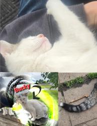 Lost Male Cat last seen Railroad, Spencerville, OH 45887