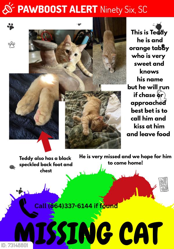 Lost Male Cat last seen McKenzie rd, Ninety Six, SC 29666