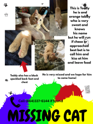 Lost Male Cat last seen McKenzie rd, Ninety Six, SC 29666