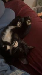 Lost Female Cat last seen Near north Robison drive carrollton ga. Close to tanners beach in Mount Zion ga, Carrollton, GA 30117
