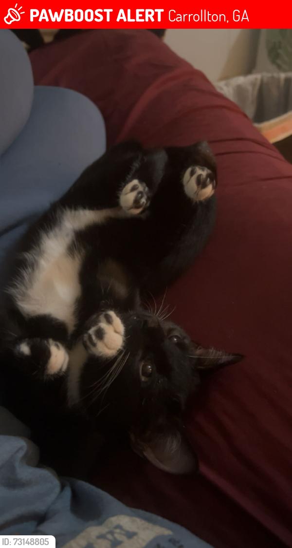 Lost Female Cat last seen Near north Robison drive carrollton ga. Close to tanners beach in Mount Zion ga, Carrollton, GA 30117