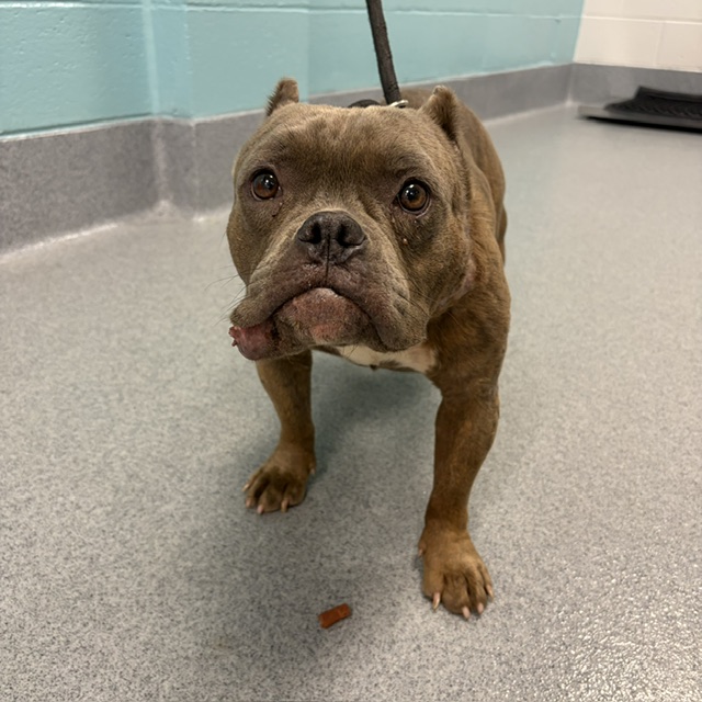 Shelter Stray Female Dog last seen Near, 2600 S Harding St, Indianapolis, IN 46221, USA