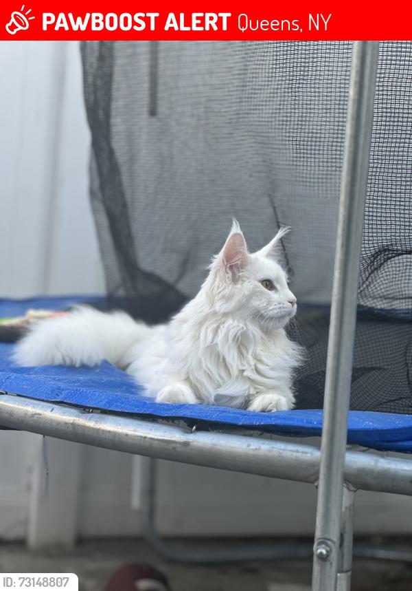 Lost Female Cat last seen 200th st, Queens, NY 11412