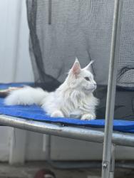 Lost Female Cat last seen 200th st, Queens, NY 11412