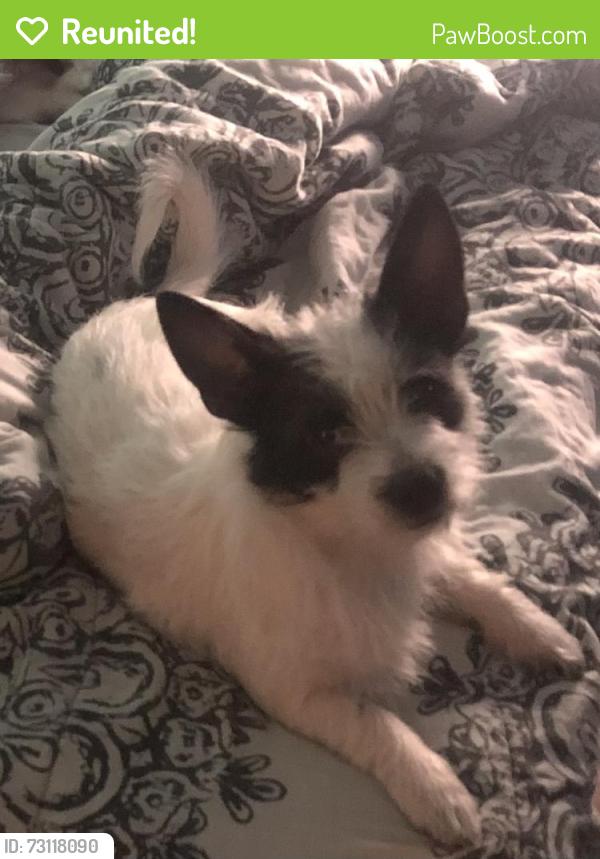 Reunited Male Dog last seen ??, Killeen, TX 76541