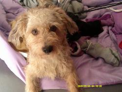 Lost Male Dog last seen Greenares bowl, Greenacres, FL 33463