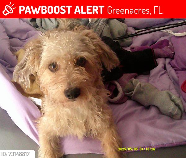 Lost Male Dog last seen Greenares bowl, Greenacres, FL 33463