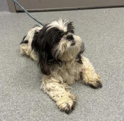 Shelter Stray Male Dog last seen Near, 2600 S Harding St, Indianapolis, IN 46221, USA