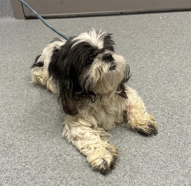 Shelter Stray Male Dog last seen Near, 2600 S Harding St, Indianapolis, IN 46221, USA