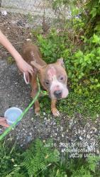 Shelter Stray Male Dog last seen Near, 2600 S Harding St, Indianapolis, IN 46221, USA