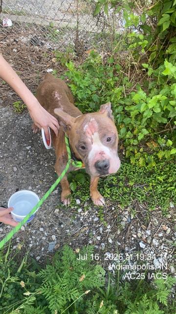 Shelter Stray Male Dog last seen Near, 2600 S Harding St, Indianapolis, IN 46221, USA