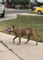 Found/Stray Unknown Dog last seen Near E, 400 N cross section in Orem, Orem, UT 84097