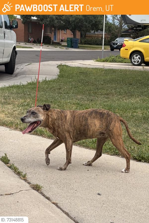 Found/Stray Unknown Dog last seen Near E, 400 N cross section in Orem, Orem, UT 84097